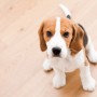 What types of hardwood flooring are best for dogs? (or pets)